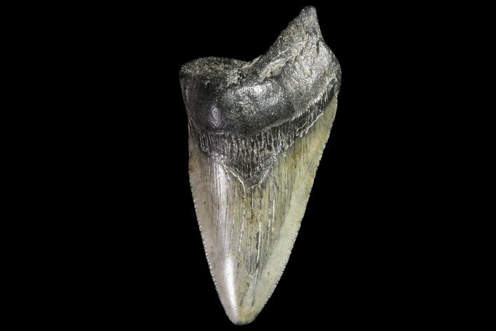 Pathological, Fossil Megalodon Tooth - Georgia #76460